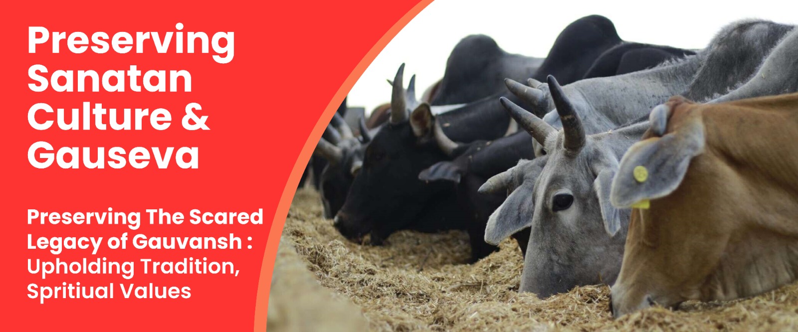 WhatsApp Image 2024-11-26 at 18.37.03 (5)