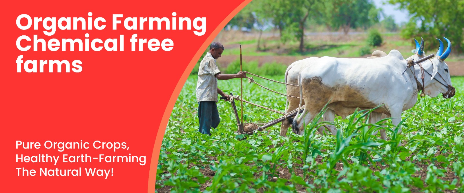 WhatsApp Image 2024-11-26 at 18.37.03